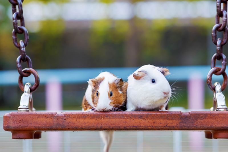 ブランコに乗るモルモット