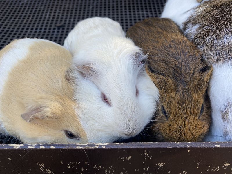 あつまるモルモット