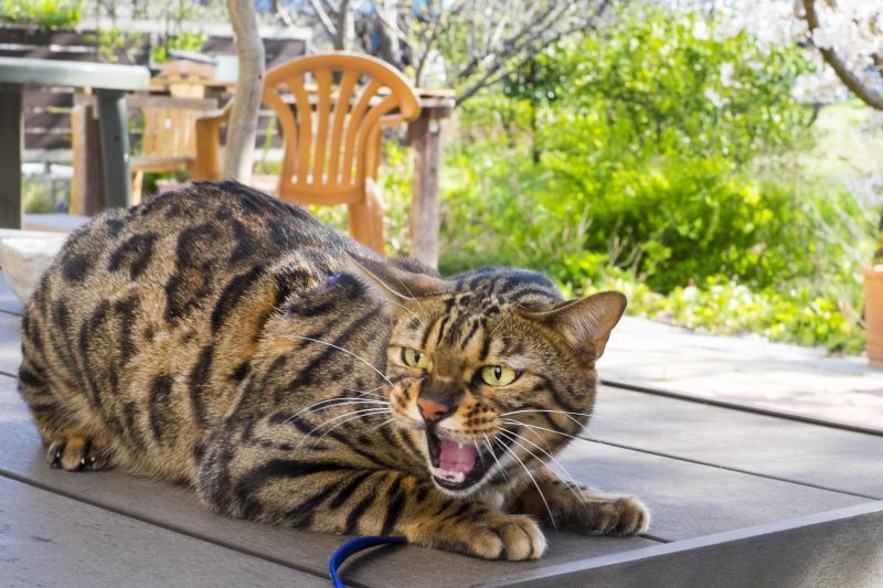 怒るベンガル猫