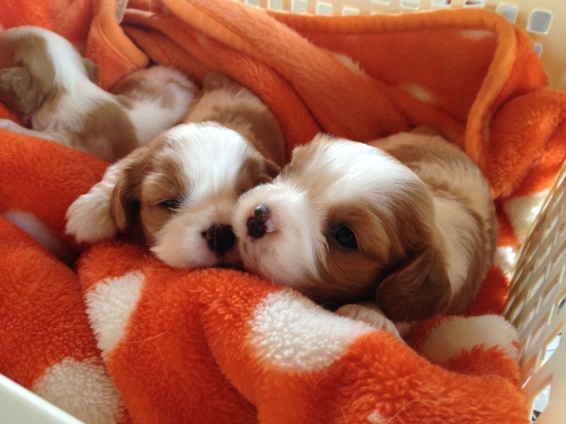 キャバリアの子犬