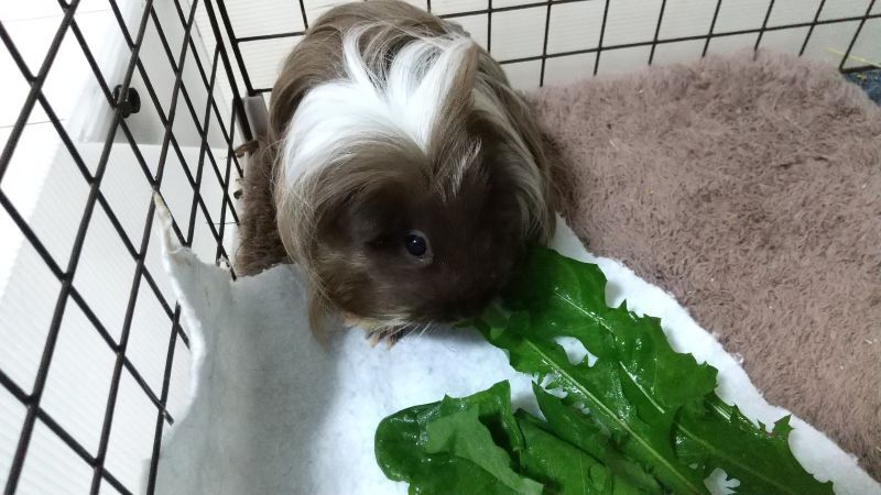 モルモットのごはん