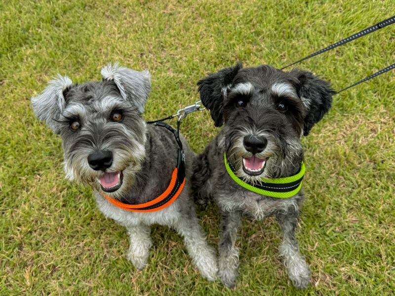 シュナウザー仲良し