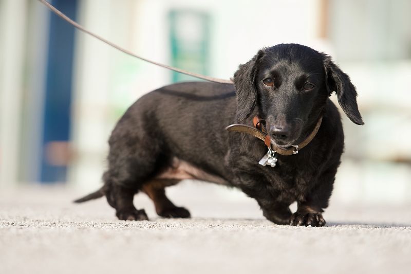 黒いダックスフンド