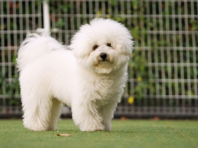 ビションフリーゼ