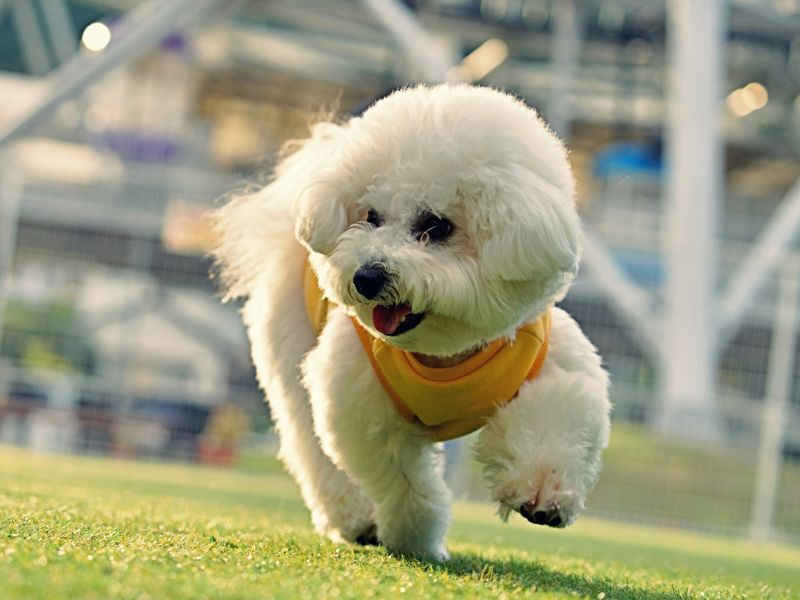 ビションフリーゼ