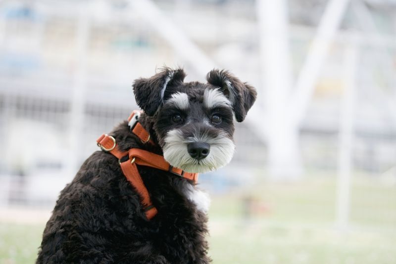 振り向くシュナウザー