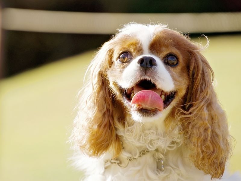 キャバリアの顔