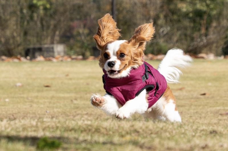 走っているキャバリア