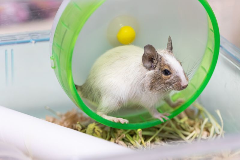 デグーのケージ