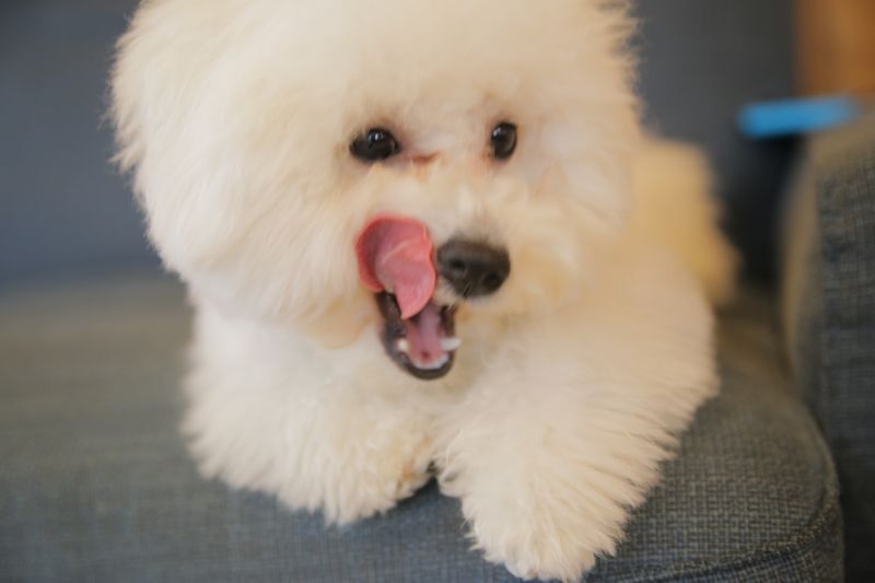 くつろぐビションフリーゼ