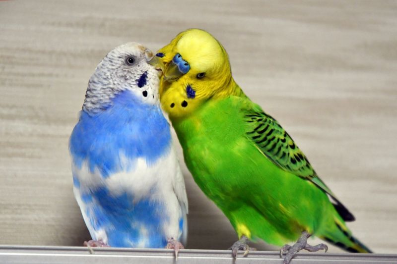 セキセイインコ性別