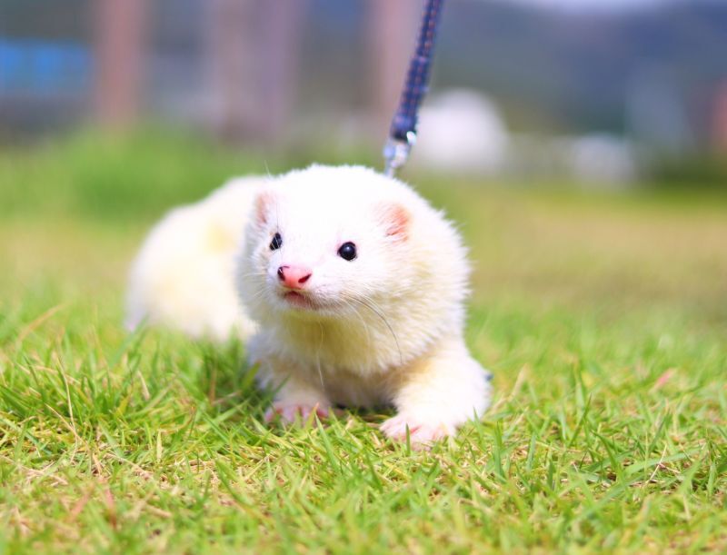 フェレットのお散歩