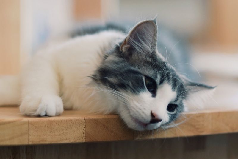 くつろぐノルウェージャンフォレストキャット