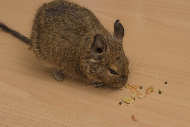 餌を食べるデグー