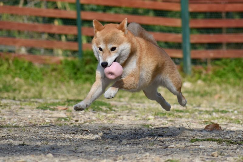 柴犬の運動