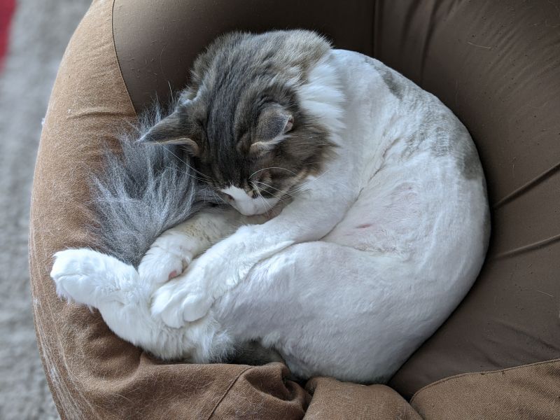 お昼寝するメインクーン