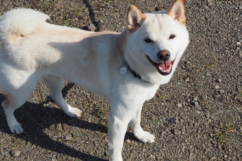 柴犬の散歩