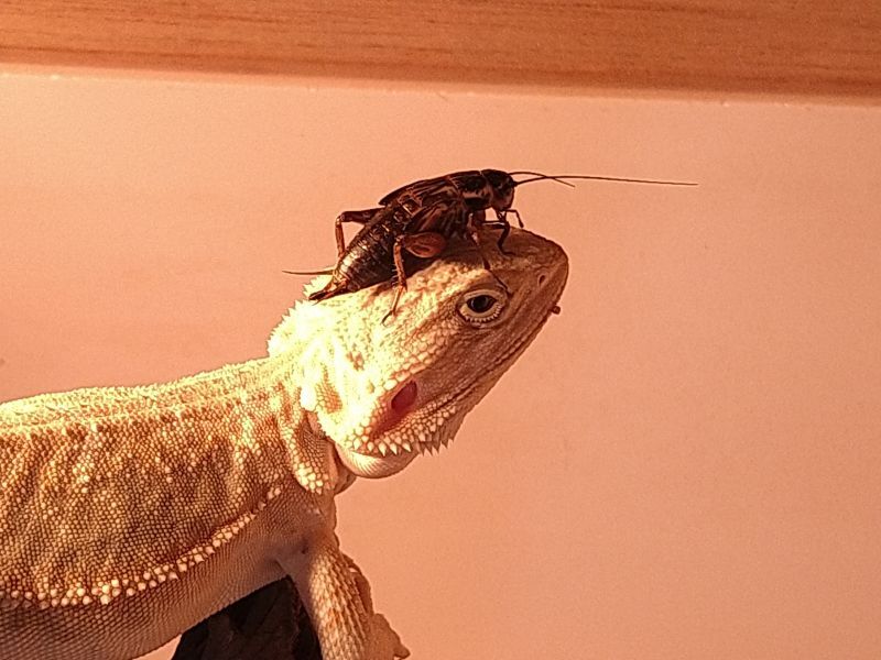 フトアゴヒゲトカゲ