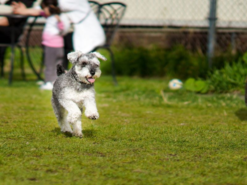 ドッグランを走るシュナウザー