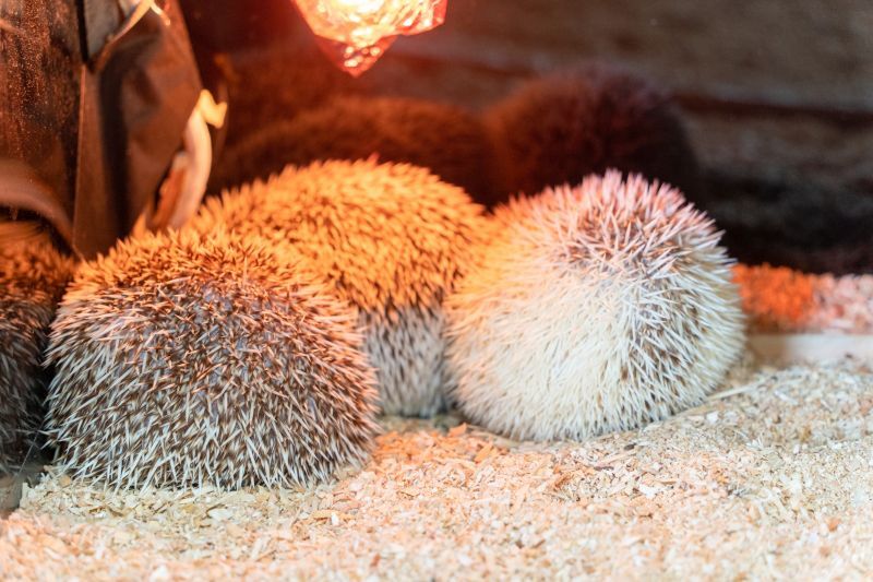ハリネズミ集まってる