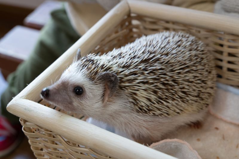 ハリネズミの飼育