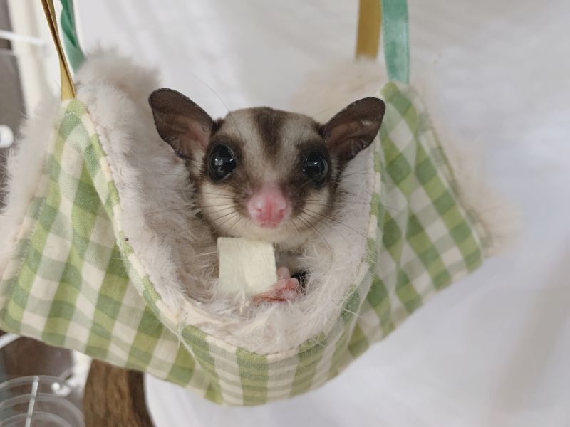 袋に入るフクロモモンガ