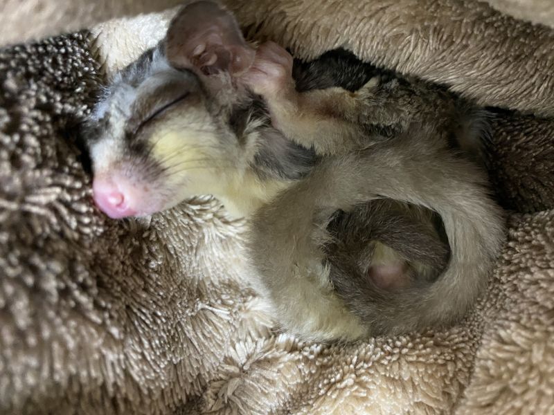 寝ているフクロモモンガ