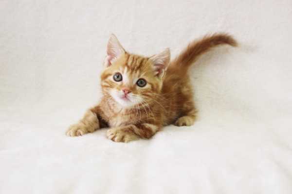 マンチカン子猫