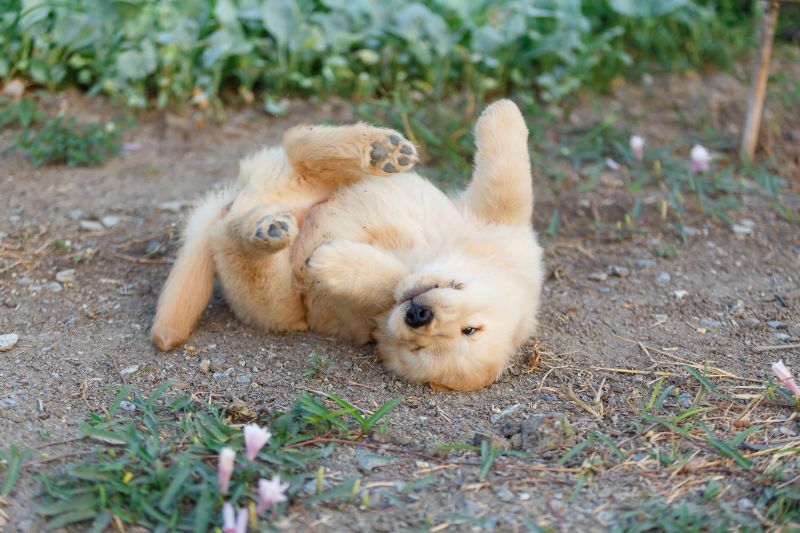 寝転がる赤ちゃんのゴールデンレトリバー
