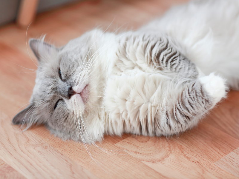 ペルシャ猫の性格