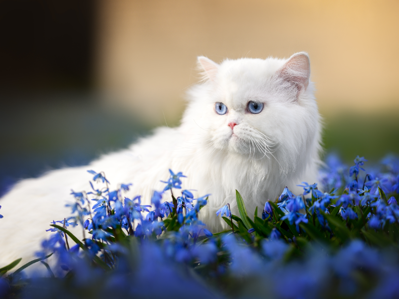ペルシャ猫の飼い方