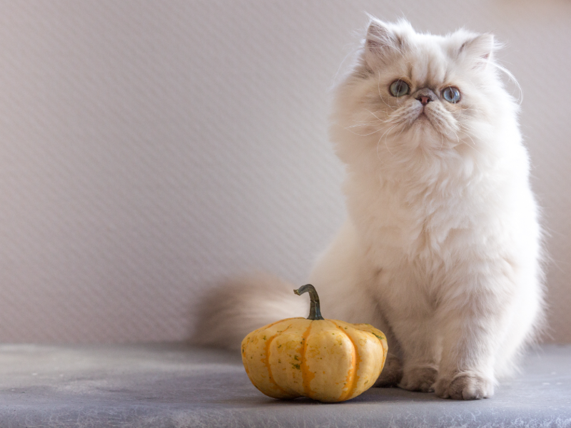 ペルシャ猫