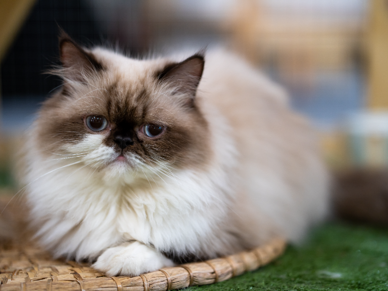 ペルシャ猫健の康管理