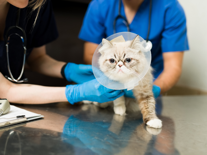 ペルシャ猫病気