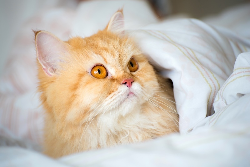 ペルシャ猫のしつけ