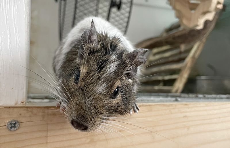 近寄ってきたデグー