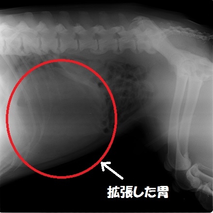 犬の胃捻転胃拡張症候群