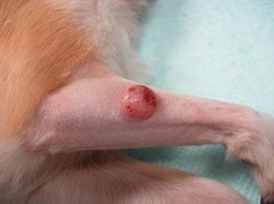 犬の皮膚組織球腫