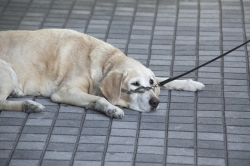 犬の椎間板ヘルニア